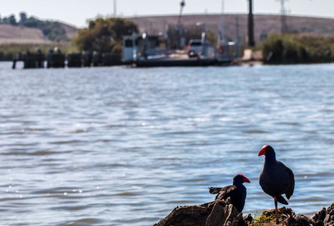 Narrung Ferry Camp Ground - Kalgoorlie Accommodation 1
