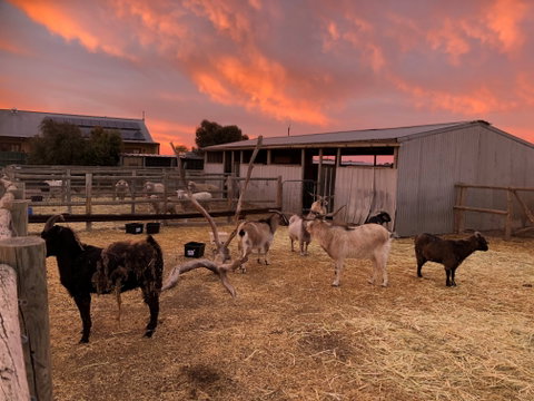 Tarnasey Farm - Grandma's Getaway - Kalgoorlie Accommodation 2