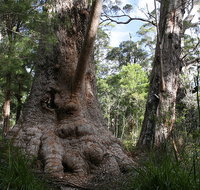 Valley of the Giants Cottage - Kalgoorlie Accommodation