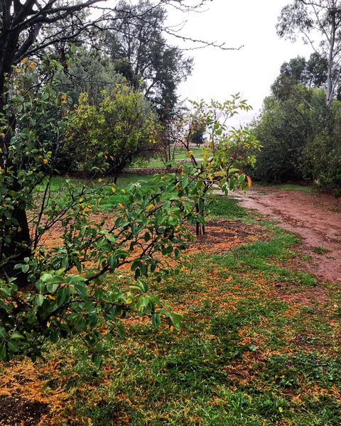 Whispering Pines Farm Stay - Kalgoorlie Accommodation 1