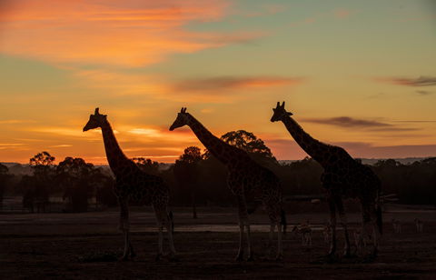 Zoofari Lodge, Taronga Western Plains Zoo Dubbo - Kalgoorlie Accommodation 1