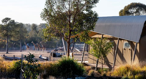 Zoofari Lodge, Taronga Western Plains Zoo Dubbo - Kalgoorlie Accommodation 2