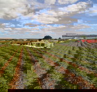 1837 Barossa Luxury Vineyard Cottages - Kalgoorlie Accommodation
