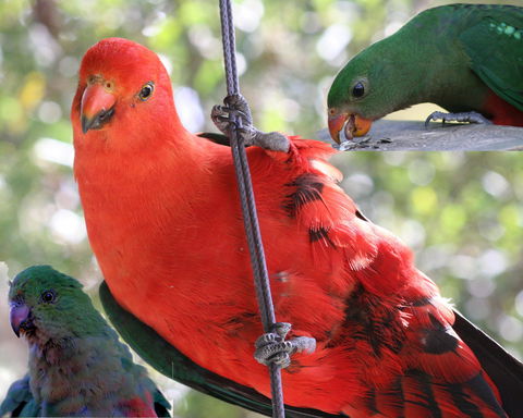 Goldsmith's In The Forest - Kalgoorlie Accommodation 2