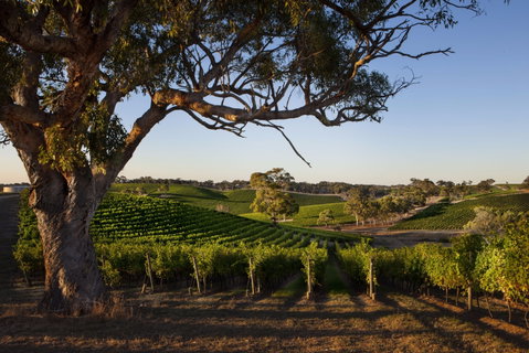 Longview Vineyard Accommodation - Kalgoorlie Accommodation 2