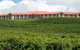 Turners Vineyard Motel - thumb 0