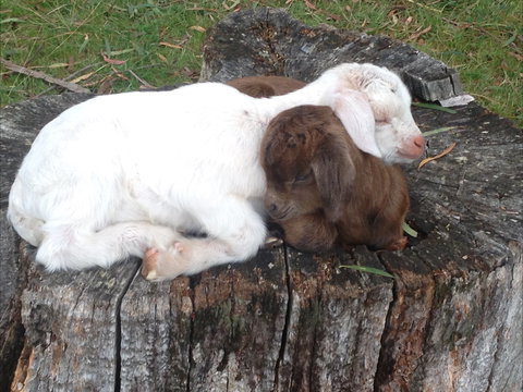 Engadine Cottage - Kalgoorlie Accommodation 1