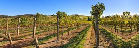 De Vine Escape - Kalgoorlie Accommodation 4