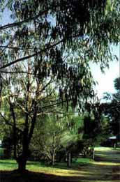 Mallacootas Shady Gully Caravan Park - Kalgoorlie Accommodation 0