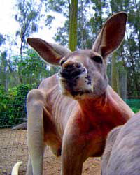 Birdland Animal Park - Kalgoorlie Accommodation 3