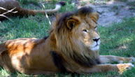 Mogo Zoo - Kalgoorlie Accommodation 1