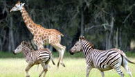 Mogo Zoo - Kalgoorlie Accommodation 2