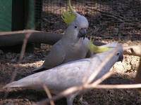 Wirrimbirra Sanctuary - Kalgoorlie Accommodation 1