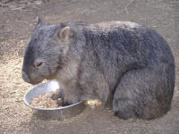 Wirrimbirra Sanctuary - Kalgoorlie Accommodation 2