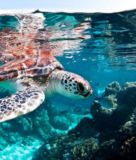 Reef HQ Great Barrier Reef Aquarium - Kalgoorlie Accommodation 1