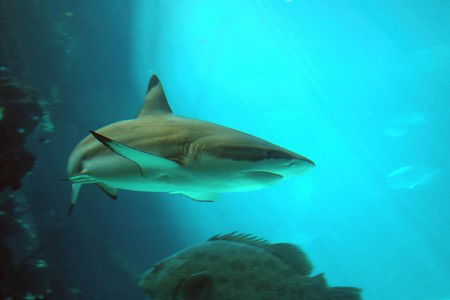 Reef HQ Great Barrier Reef Aquarium - Kalgoorlie Accommodation 2