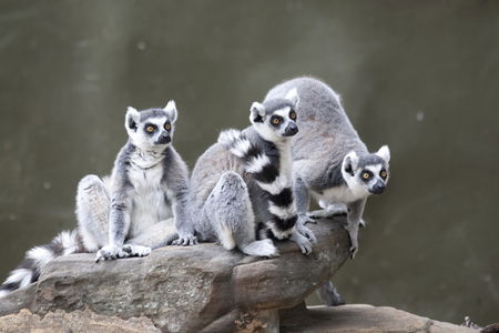 Adelaide Zoo - Kalgoorlie Accommodation 0