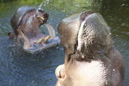Adelaide Zoo - Kalgoorlie Accommodation 2