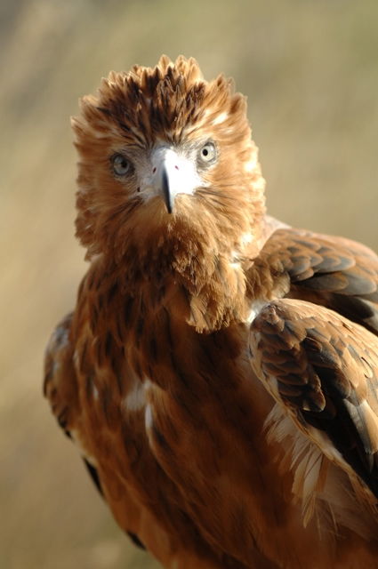 Alice Springs Desert Park - Kalgoorlie Accommodation 0