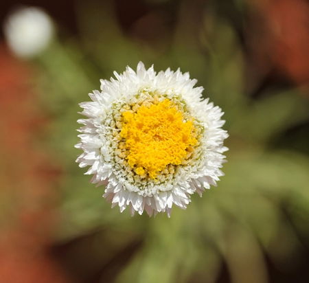 Alice Springs Desert Park - Kalgoorlie Accommodation 1