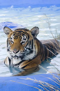 The South East TAS Kalgoorlie Accommodation