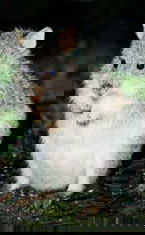 Warrawong Wildlife Park - Kalgoorlie Accommodation 1