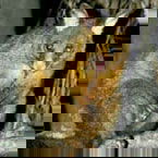 Warrawong Wildlife Park - Kalgoorlie Accommodation 2