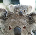 Billabong Koala and Wildlife Park - Kalgoorlie Accommodation