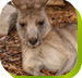 Calmsley Hill City Farm - Kalgoorlie Accommodation