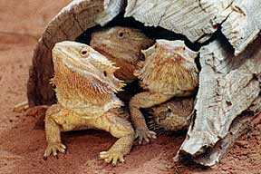 Alice Springs Reptile Centre - Kalgoorlie Accommodation 0