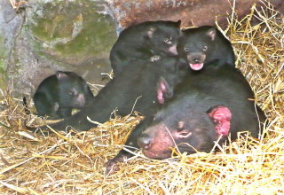Four Mile Creek TAS Kalgoorlie Accommodation