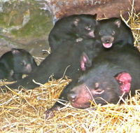 East Coast Natureworld - Kalgoorlie Accommodation