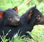 Great Oak Holdings Pty Ltd - Kalgoorlie Accommodation