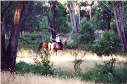 High Country Horses - Kalgoorlie Accommodation 1