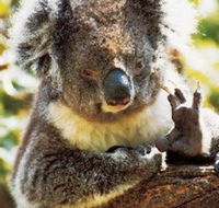 Gorge Wildlife Park - Kalgoorlie Accommodation