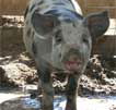 Wagga Wagga Zoo - Kalgoorlie Accommodation