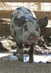 Wagga Wagga Zoo - Kalgoorlie Accommodation 0