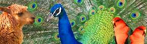 Wagga Wagga Zoo - Kalgoorlie Accommodation 1