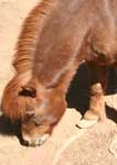 Wagga Wagga Zoo - Kalgoorlie Accommodation 3