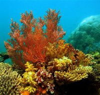 Three Islands Whale Shark Dive - Kalgoorlie Accommodation