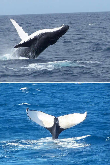 Mills Charters Fishing And Whale Watch Cruises - Kalgoorlie Accommodation 3