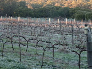 Lion Mill Vineyards - Kalgoorlie Accommodation 1