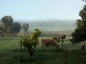 Lion Mill Vineyards - Kalgoorlie Accommodation 2