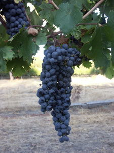 Lion Mill Vineyards - Kalgoorlie Accommodation 3