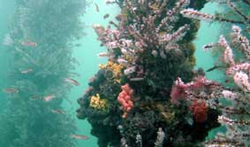 Underwater Sports Diving Centre - Kalgoorlie Accommodation 2