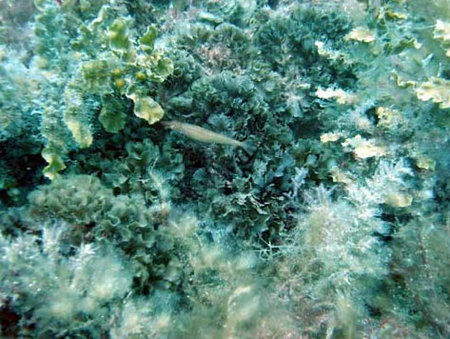 Underwater Sports Diving Centre - Kalgoorlie Accommodation 3