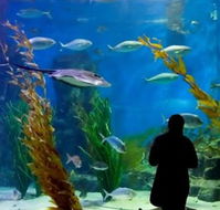 Melbourne Aquarium - Kalgoorlie Accommodation