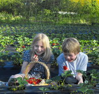 Blue Hills Berries  Cherries - Kalgoorlie Accommodation