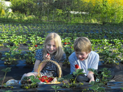 Blue Hills Berries & Cherries - Kalgoorlie Accommodation 0