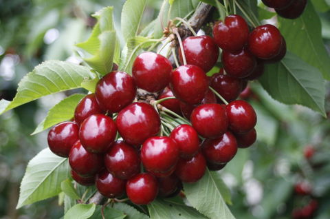 Blue Hills Berries & Cherries - Kalgoorlie Accommodation 2